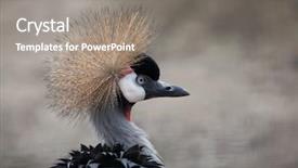  Presentation with crane - Audience pleasing presentation theme consisting of grey crowned crane balearica regulorum wild life animal backdrop and a gray colored foreground