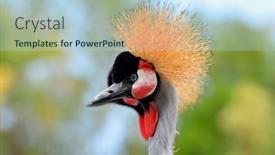  Presentation with crane - PPT theme enhanced with grey crowned crane balearica regulorum background and a light blue colored foreground