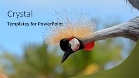  Presentation with crane - Colorful PPT theme enhanced with grey crowned crane balearica regulorum backdrop and a light blue colored foreground