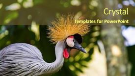  Presentation with crane - Colorful presentation design enhanced with grey-crowned-crane-in-bali backdrop and a tawny brown colored foreground