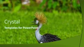 Presentation with crane - PPT theme featuring grey-crowned-crane-in-bali background and a tawny brown colored foreground