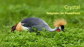  Presentation with crane - Presentation design having grey-crowned-crane-in-natural background and a tawny brown colored foreground