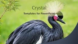  Presentation with crane - Slides with grey crowned crane on a green grass background and a yellow colored foreground