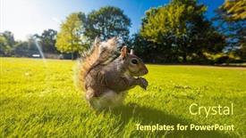  Presentation with mindful eating - Beautiful presentation design featuring grey-cute-squirrel-eating backdrop and a tawny brown colored foreground