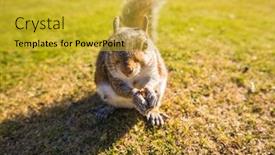  Presentation with nut - Presentation theme with grey-cute-squirrel-eating background and a gold colored foreground