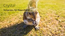  Presentation with nut - Colorful presentation enhanced with grey-cute-squirrel-eating backdrop and a yellow colored foreground