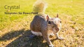  Presentation with nut - Presentation design having grey-cute-squirrel-eating background and a yellow colored foreground