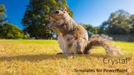  Presentation with nut - Audience pleasing presentation theme consisting of grey-cute-squirrel-eating backdrop and a gold colored foreground