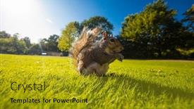  Presentation with nut - Cool new presentation design with grey-cute-squirrel-eating backdrop and a gold colored foreground
