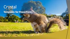  Presentation with nut - Presentation theme enhanced with grey-cute-squirrel-eating background and a teal colored foreground