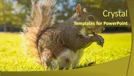  Presentation with nut - Amazing presentation having grey-cute-squirrel-eating backdrop and a tawny brown colored foreground