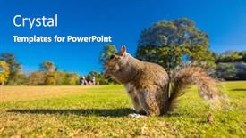  Presentation with nut - Presentation theme consisting of grey-cute-squirrel-eating background and a teal colored foreground