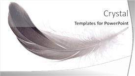  Presentation with feather - 