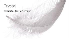  Presentation with feather - 