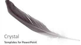  Presentation with feather - PPT theme having grey-feather-isolated-on-white background and a white colored foreground