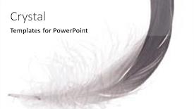  Presentation with feather - Slides consisting of grey-feather-isolated-on-white background and a white colored foreground
