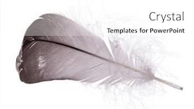  Presentation with feather - Slide deck featuring grey-feather-isolated-on-white background and a white colored foreground