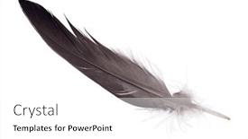 Presentation with feather - Slides consisting of grey-feather-isolated-on-white background and a white colored foreground