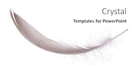  Presentation with feather - Presentation theme consisting of grey-feather-isolated-on-white background and a white colored foreground