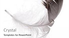  Presentation with feather - 