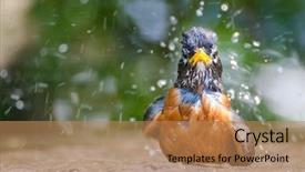  Presentation with robin bird - Presentation having grey fountain - american robin having bird bath background and a coral colored foreground