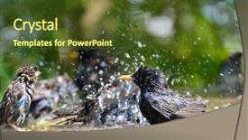  Presentation with birds of prey - Slides enhanced with grey fountain - birds take bath background and a tawny brown colored foreground