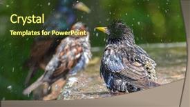  Presentation with pictures of birds - Slide deck consisting of grey fountain - birds take bath background and a tawny brown colored foreground
