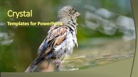  Presentation with sparrow - Audience pleasing PPT layouts consisting of grey fountain - sparrow takes a bath backdrop and a  colored foreground