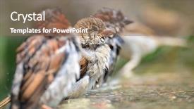  Presentation with bird sparrow - Cool new presentation with grey fountain - sparrows having bird bath backdrop and a coral colored foreground