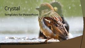  Presentation with bath bombs for mothers - Slide deck with grey fountain - sparrows take bath background and a seafoam green colored foreground