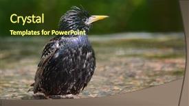  Presentation with bath bombs for mothers - PPT layouts with grey fountain - starling bird takes bath background and a  colored foreground