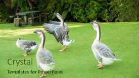  Presentation with farmyard - Slide deck having grey-geese-on-green-grass background and a seafoam green colored foreground