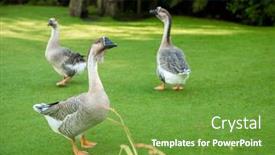  Presentation with farmyard - Presentation theme featuring grey-geese-on-green-grass background and a seafoam green colored foreground