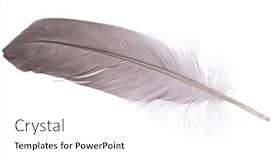  Presentation with feather - Presentation theme with grey-goose-feather-isolated background and a white colored foreground