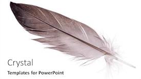  Presentation with feather - Presentation design having grey-goose-feather-isolated background and a white colored foreground