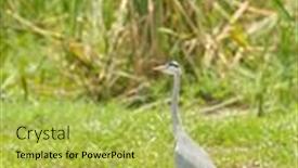  Presentation with gray - Beautiful slide deck featuring grey-gray-heron-ardea-cinerea backdrop and a yellow colored foreground
