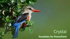  Presentation with natural - Colorful PPT layouts enhanced with grey-headed-kingfisher-halcyon-leucocephala backdrop and a tawny brown colored foreground