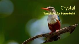 Presentation with natural - Audience pleasing theme consisting of grey-headed-kingfisher-halcyon-leucocephala backdrop and a tawny brown colored foreground