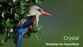  Presentation with natural - Amazing presentation having grey-headed-kingfisher-halcyon-leucocephala backdrop and a tawny brown colored foreground