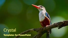  Presentation with natural - Beautiful theme featuring grey-headed-kingfisher-halcyon-leucocephala backdrop and a tawny brown colored foreground