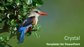  Presentation with natural - PPT layouts with grey-headed-kingfisher-halcyon-leucocephala background and a tawny brown colored foreground