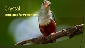  Presentation with natural - Presentation design enhanced with grey-headed-kingfisher-halcyon-leucocephala background and a tawny brown colored foreground