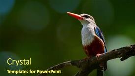  Presentation with natural - Amazing presentation theme having grey-headed-kingfisher-halcyon-leucocephala backdrop and a tawny brown colored foreground