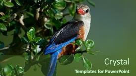  Presentation with natural - Slide deck having grey-headed-kingfisher-halcyon-leucocephala background and a tawny brown colored foreground