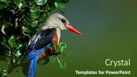  Presentation with natural - Amazing presentation theme having grey-headed-kingfisher-halcyon-leucocephala backdrop and a tawny brown colored foreground