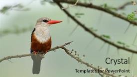  Presentation with natural hazard - Amazing theme having grey-headed kingfisher halcyon leucocephala backdrop and a light gray colored foreground