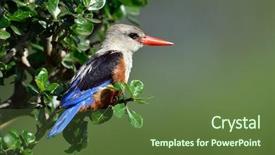  Presentation with natural hazard - Colorful PPT theme enhanced with grey-headed kingfisher halcyon leucocephala backdrop and a tawny brown colored foreground