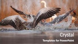  Presentation with grey - Slide deck with grey heron and greate white background and a  colored foreground