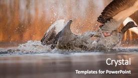  Presentation with grey - Audience pleasing slide deck consisting of grey heron and greate white backdrop and a  colored foreground