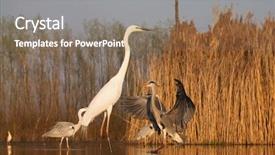  Presentation with grey black white brick - Amazing PPT theme having grey heron and greate white backdrop and a  colored foreground